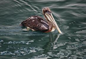 Lone Brown Pelican Swimming In Monterey Bay photo