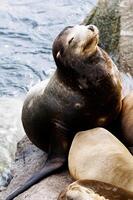 Sea Lion Sleeping On Rocks Monterey Bay California photo