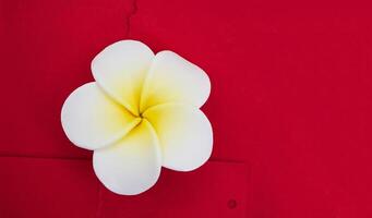 frangipani flor plumeria en borgoña texturizado antecedentes con Rasgado papel. día festivo, anuncio, spa, jabón haciendo. Copiar espacio foto