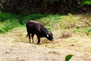 Ollantaytambo, Peru, 2015 - Cow Tied To Ground By Horns South America Stone Wall photo