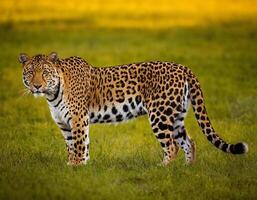 ai generado Tigre en selva. fauna silvestre. foto