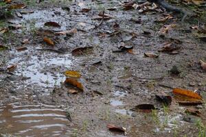 mojado suelo después lluvia. mojado suelo con caído seco hojas. foto