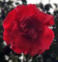 a red rose with water droplets on it photo