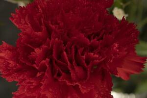 a red carnation in a vase photo