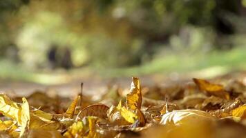 Beautiful maple leaves in autumn sunny day in foreground video