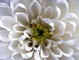 un cerca arriba de un blanco flor con verde centros foto