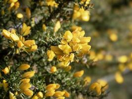 Closeup of yellow flowers on a gorse bush photo