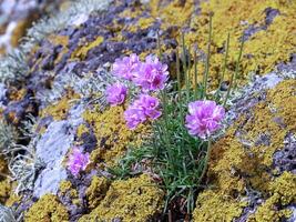 Sea thrift flowers growing on lichen covered rocks photo