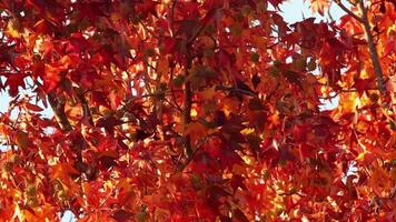 Beautiful maple leaves in autumn sunny day in foreground video