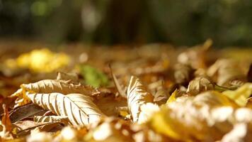 mooi esdoorn- bladeren in herfst zonnig dag in voorgrond video