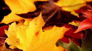 Beautiful maple leaves in autumn sunny day in foreground video