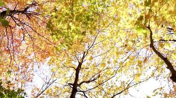 bellissimo acero le foglie nel autunno soleggiato giorno nel primo piano video