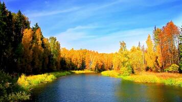 Beautiful maple leaves in autumn sunny day in foreground video