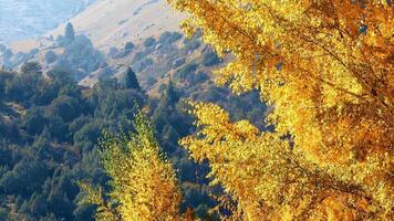 schön Ahorn Blätter im Herbst sonnig Tag im Vordergrund video