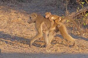 Baby Baboon Riding on Mom photo