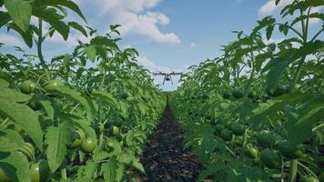 agricultura zumbido mosca a rociado fertilizante en el tomate campos foto