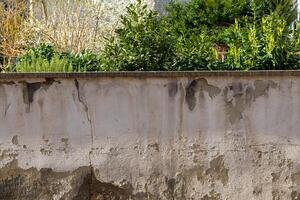 an old dilapidated wall with plants photo