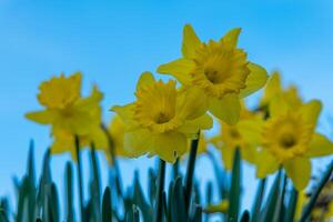 a yellow daffodil in bloom in spring with blue sky in the background photo