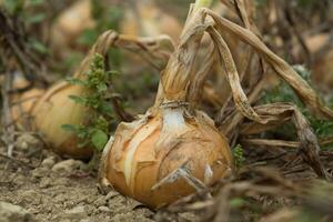 Farm fresh onions in the garden with dirt and close up macro perspective photo