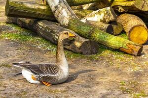 Gray geese in the zoo in Lisse Netherlands. photo