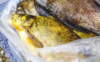 Freshly caught fish in a bag in Germany. photo