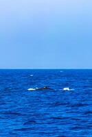 azul ballena a el superficie de el mar mirissa playa sri lanka. foto