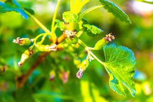 Currant bush and gooseberry plant with flowers and berries Germany. photo