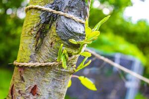 Sawed off branch smeared with gray paste in Germany. photo