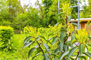 Laurel hedge plant in the garden in Germany. photo