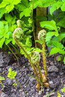 Green young forest fern grows and unrolls in Germany. photo