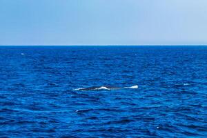 Blue whale at the surface of the sea Mirissa Beach Sri Lanka. photo