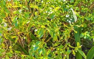 planta plantas en isla tropical naturaleza isla juguete México. foto