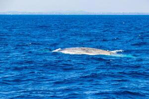azul ballena a el superficie de el mar mirissa playa sri lanka. foto