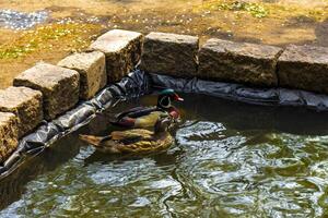 Ducks swimming in the pond Lake in Lisse Netherlands. photo