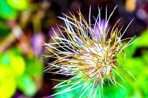 Prickly long thin threads flower in the garden in Germany. photo