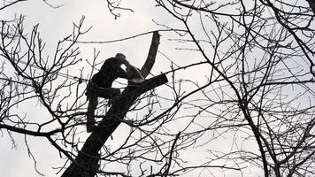 en person, man, arborist är hackning och skärande en träd i främre av en hus under de molnig vinter- himmel, förändras de naturlig landskap video