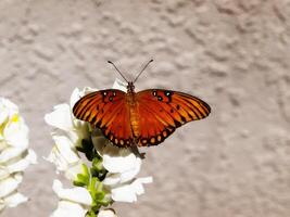 naranja y negro mariposa con alas fuera foto