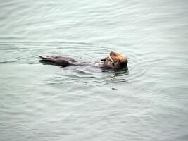 Wild sea otter floating on back photo