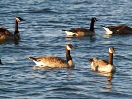 A few Canadian Geese swimming on lake photo