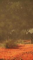 éthéré oasis, sauvage splendeur capturé dans le vaste australien buisson video