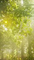 een Woud gevulde met veel van groen bomen video