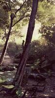 Sunlight Piercing Through Trees in Tropical Forest video