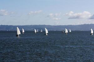 San Francisco, CA, 2014 - Group Of Small Sailboats On Bay photo