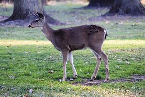 Young Deer Standing On Green Grass Alert photo