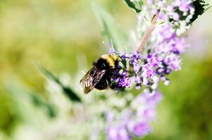 apretado Disparo de negro y amarillo abeja en púrpura flores foto