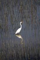 White Egret Standing In Wet Lands Reflection photo