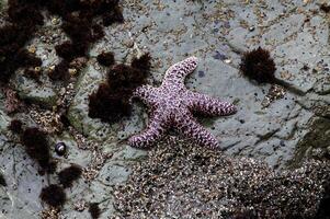 púrpura y blanco estrella de mar pegajoso a rock a bajo marea foto