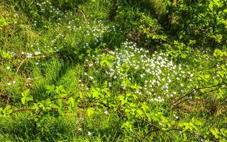 Green flower meadow Lawn with white flowers Daisies in Germany. photo