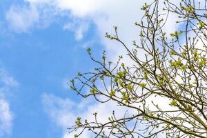 copas de los árboles ramas y plantas con azul cielo antecedentes en Alemania. foto