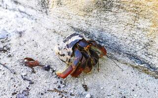 Large hermit crab crawls on beach sand Isla Contoy Mexico. photo